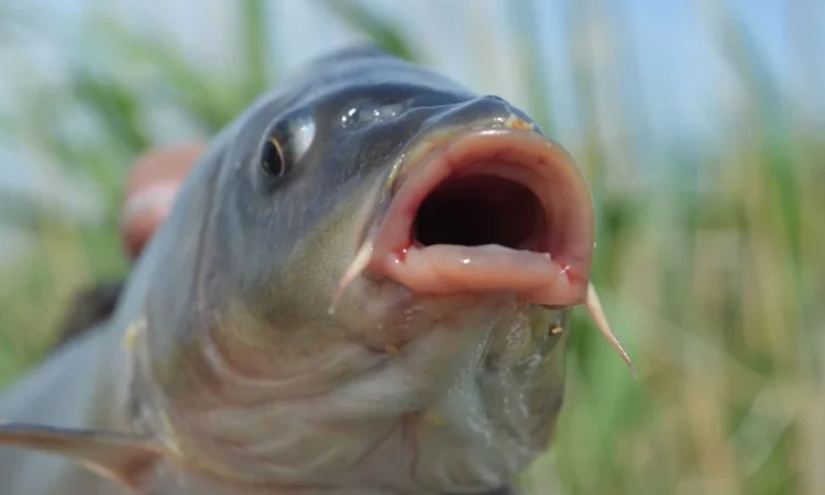 Продаж малька та личинок коропа Сезон 2026 - фото № 1