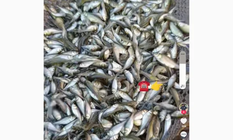 Продается малёк карпа, амура и толстолоба - фото № 1