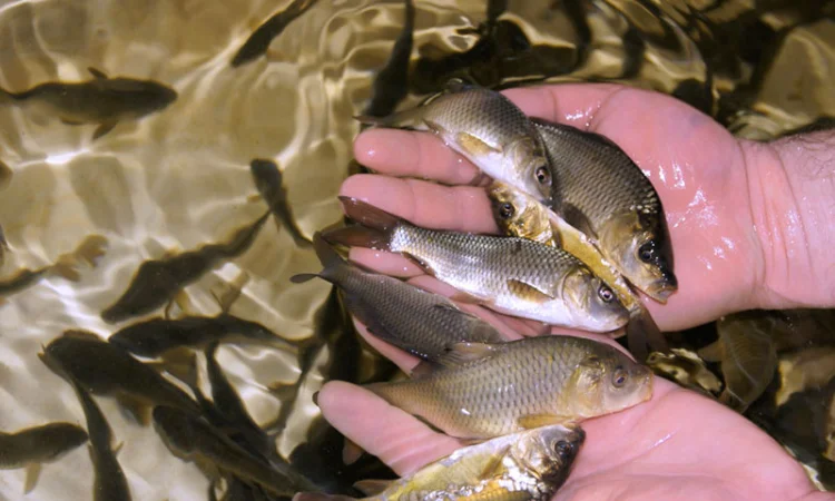 Приймаємо замовлення на малька карпа для зариблення - фото № 1