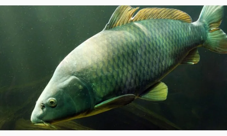 Зарыбление водоемов личинкой карпа и других видов рыб - фото № 1