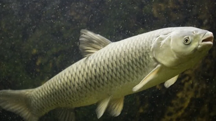 Малек белого амура по оптовым ценам - фото № 1