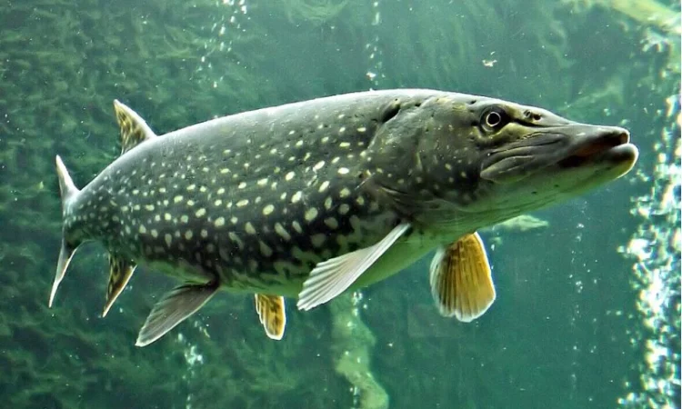 Зарыбление водоема личинкой хищных рыб - фото № 1