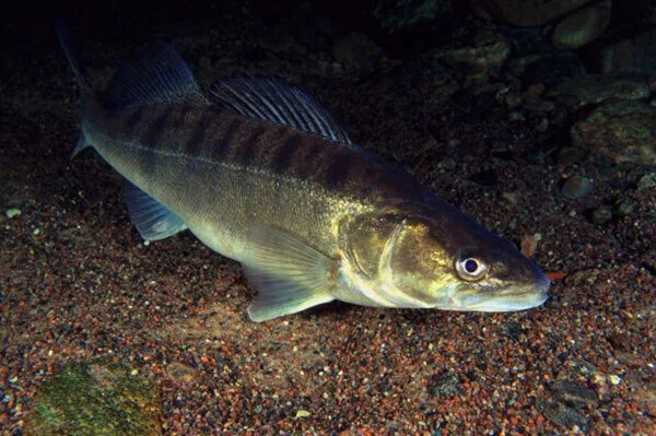 Личинка судака – надійне рішення проблеми з сорною рибою - фото № 1