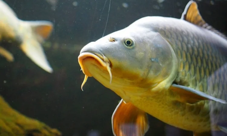 Продается годовик карпа - фото № 1