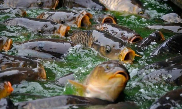 Продается личинка карпа 2025 года - фото № 1