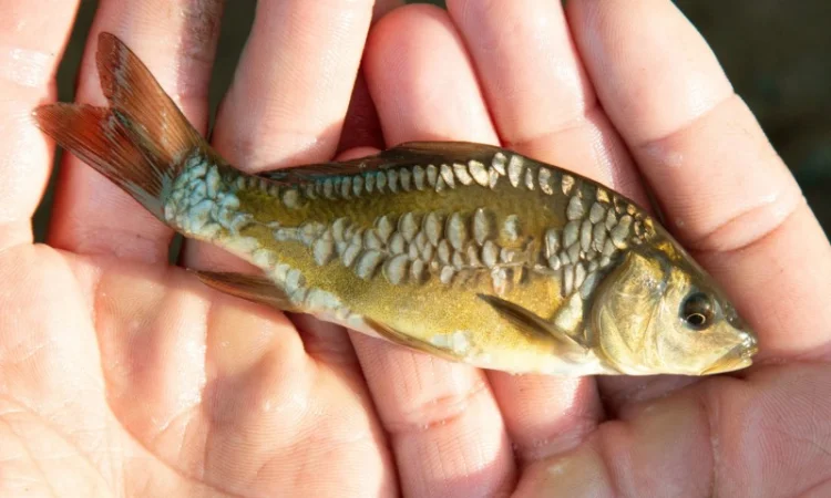 Зариблення водойми у 2025 році - фото № 1