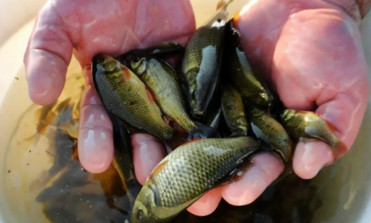 Рибопосадка в квітні та травні - фото № 1