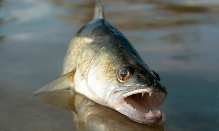 Зарыбление судаком для вашего водоема - фото № 1