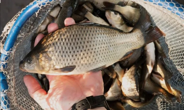 Рыба для зарыбления водоёмов - фото № 1