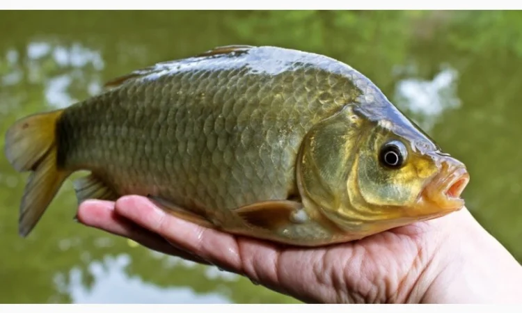 Зарыбление прудов мальком в сентябре - фото № 1