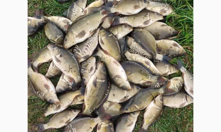 Купую зарибок оптом - фото № 1