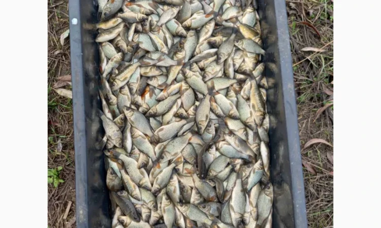 Купую зарибок оптом - фото № 2