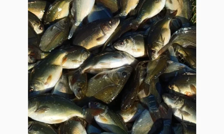 Купую зарибок оптом - фото № 3