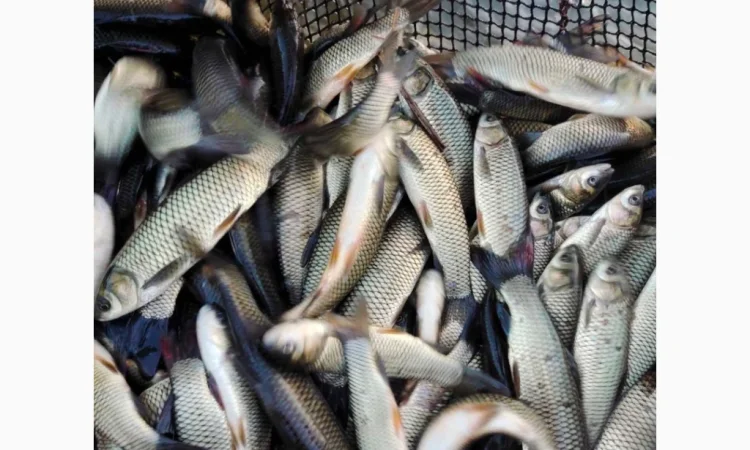 Купую зарибок оптом - фото № 4