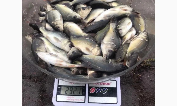 Продажа качественного зарибка - фото № 5