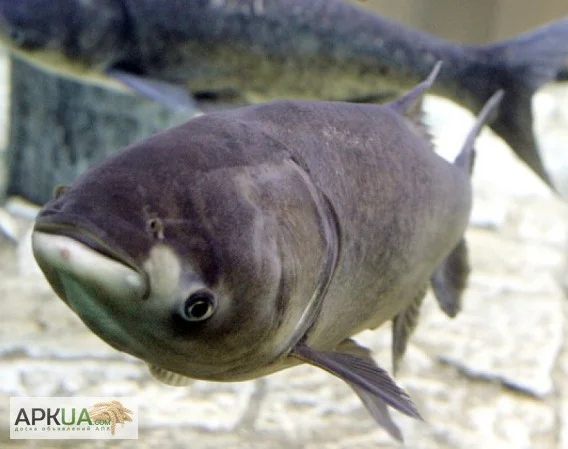 Куплю товстолоб 5+ оптом без посредников - фото № 1