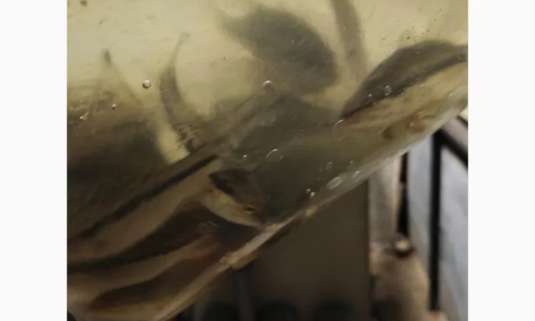 Американский окунь для рыбалки - фото № 1