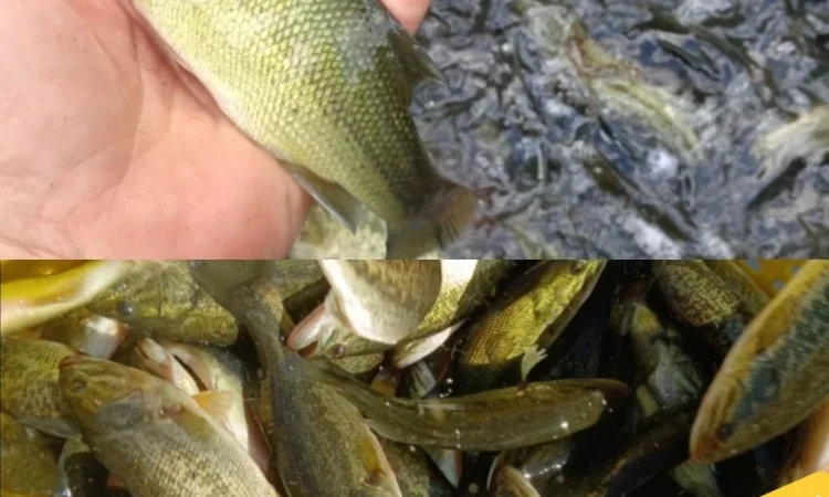 Американский окунь для рыбалки - фото № 3