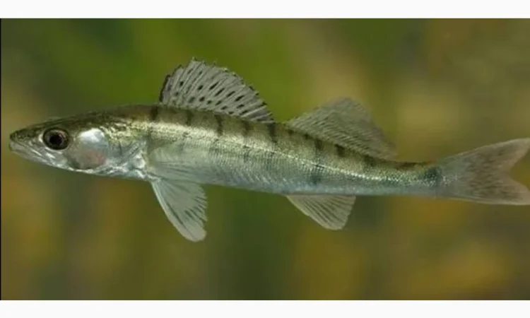 Пропонується підрощена личинка судака 3 см - фото № 1