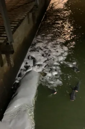 Зарибок коропа в Луцке - фото № 2