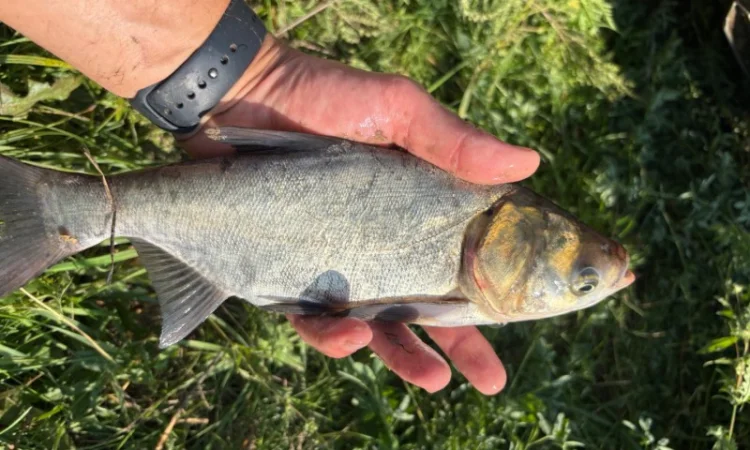 Пропонується зарибок коропа та інших риб - фото № 1