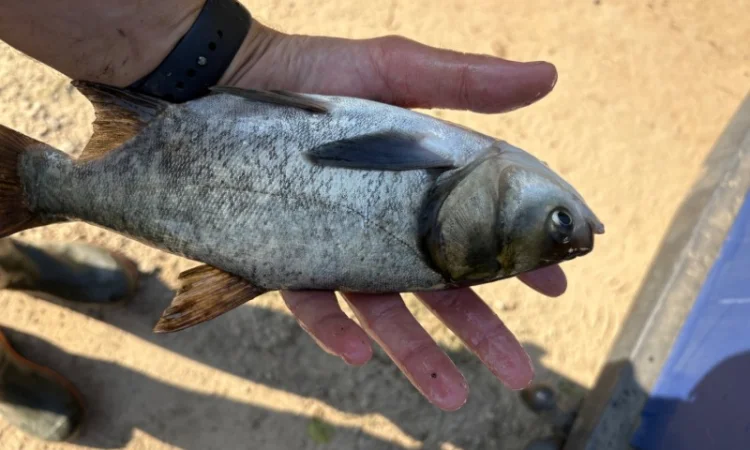 Пропонується зарибок коропа та інших риб - фото № 2