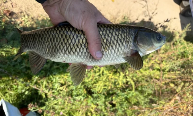 Пропонується зарибок коропа та інших риб - фото № 3