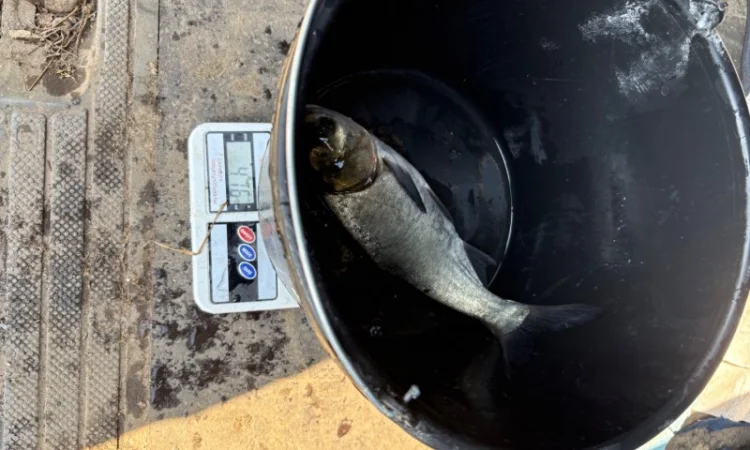 Пропонується зарибок коропа та інших риб - фото № 4