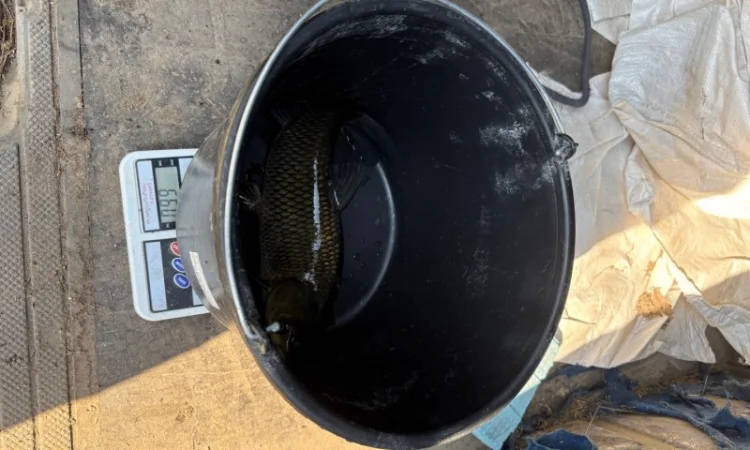 Пропонується зарибок коропа та інших риб - фото № 5