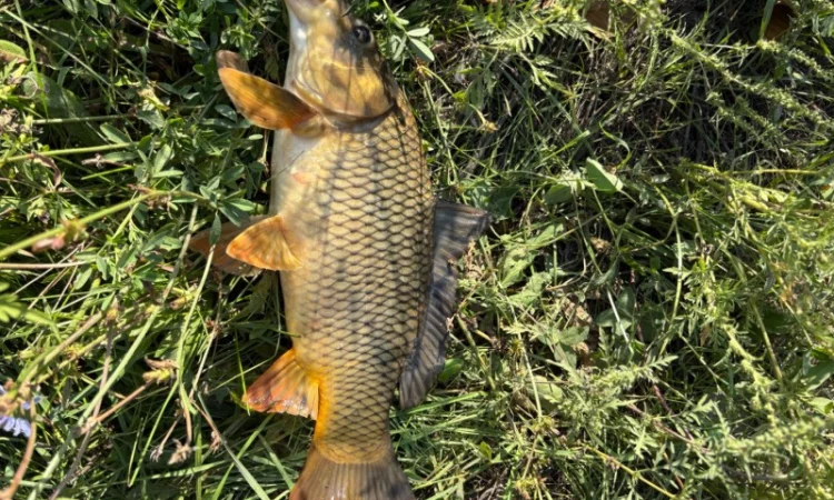 Пропонується зарибок коропа та інших риб - фото № 6