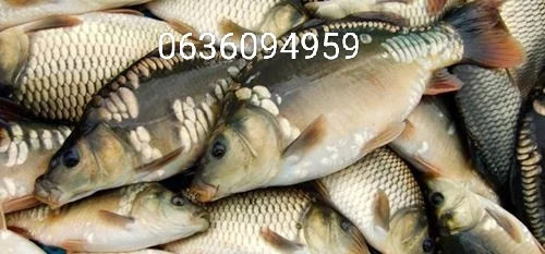 Рыба белый амур и другие виды в продаже - фото № 1