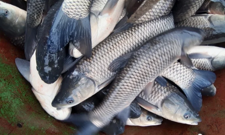 Рыба белый амур и другие виды в продаже - фото № 2