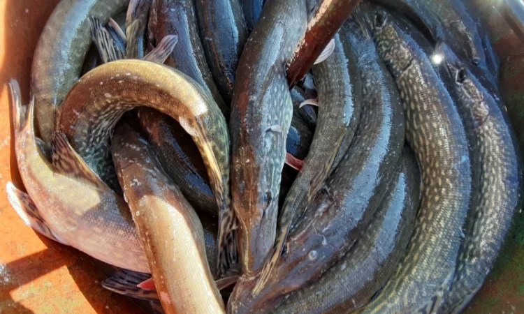 Рыба белый амур и другие виды в продаже - фото № 5