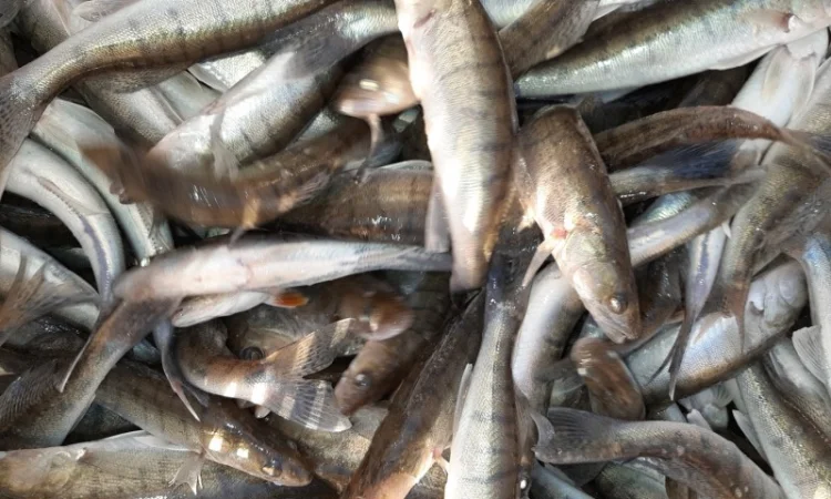 Рыба белый амур и другие виды в продаже - фото № 7