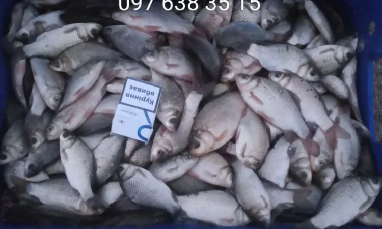 Продается карп и другая товарная рыба - фото № 5