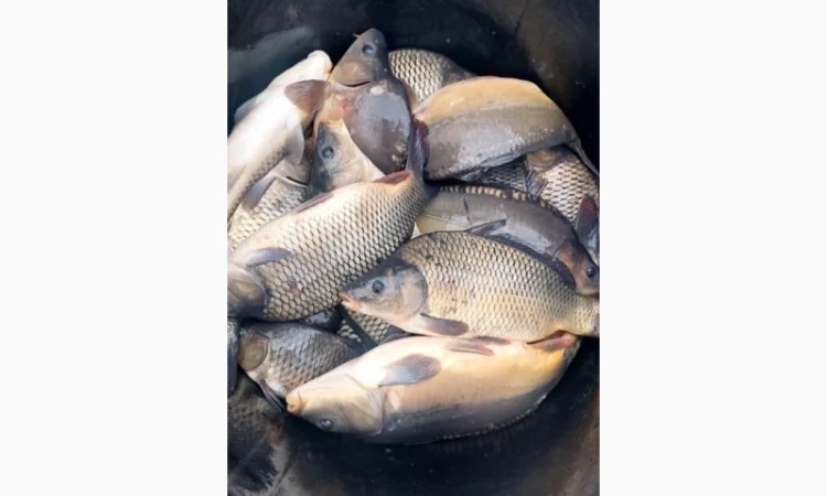 Зарибок коропа и товстолоба в продаже - фото № 1