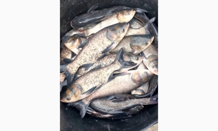 Зарибок коропа и товстолоба в продаже - фото № 2