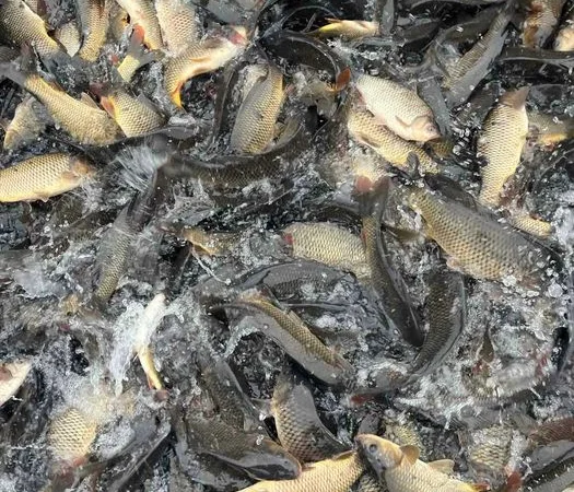 Зарибок коропа и товстолоба в продаже - фото № 3