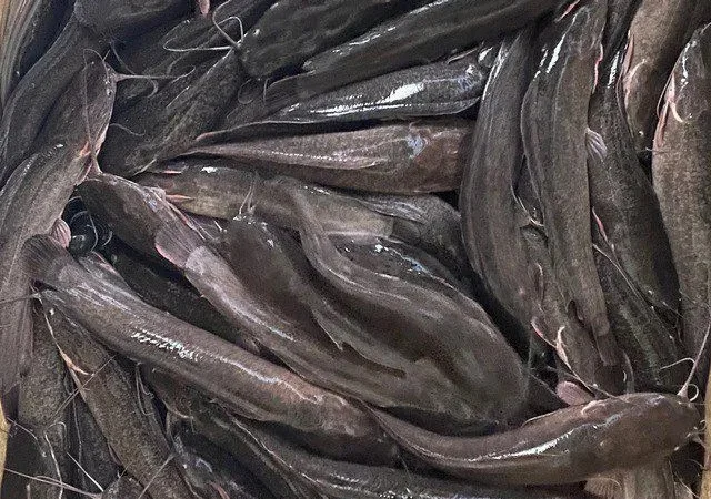 Підрощена молодь АФРИКАНСЬКОГО сома для ставу - фото № 1