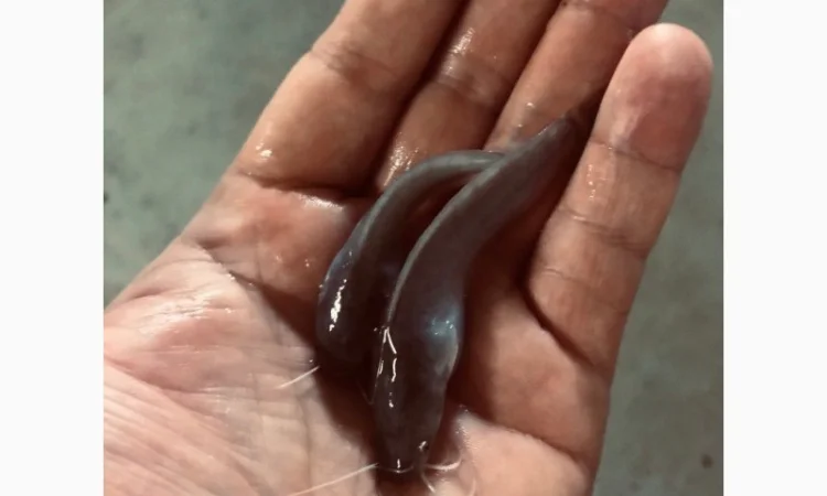 Мальок африканського сома у продажу - фото № 2