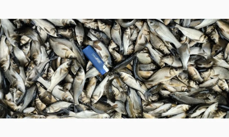 Мальок Короп на продаж - фото № 1