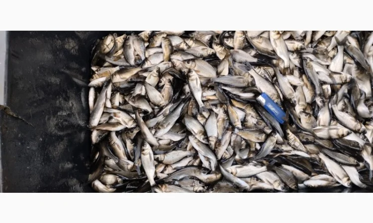 Мальок Короп на продаж - фото № 2