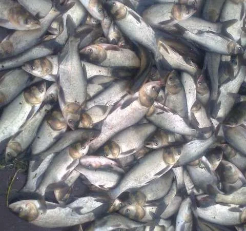 Мальок Товстолоба 150 грамів - фото № 1