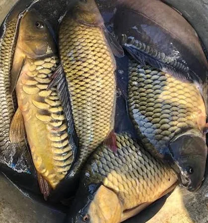 Продается живая рыба оптом и в розницу - фото № 1