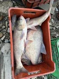 Продается живая рыба оптом и в розницу - фото № 2