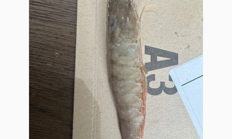 Спеціальна пропозиція - Заморожена Піламида - фото № 6