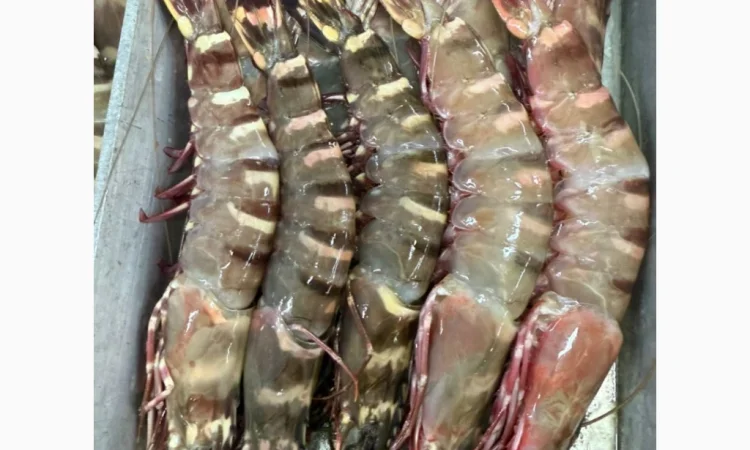 Mauritania fishing coast - фото № 10