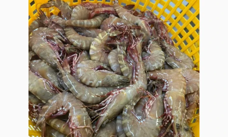 Mauritania fishing coast - фото № 5