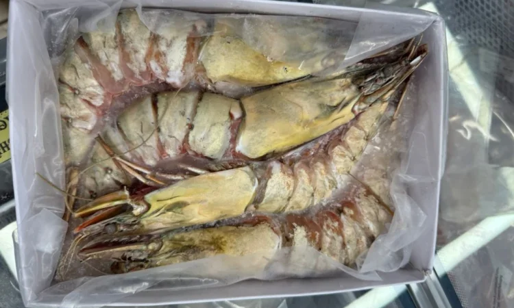 Оптовий постачальник морепродуктів з Мавританії, порт Нуадаїбу - фото № 10