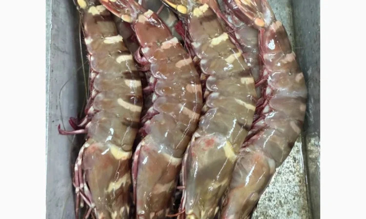 Оптовий постачальник морепродуктів з Мавританії, порт Нуадаїбу - фото № 13